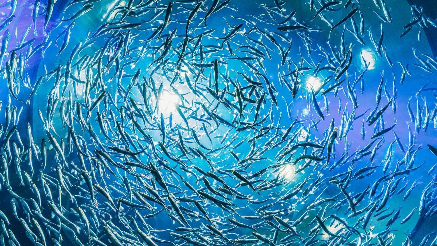 Peces.jpg