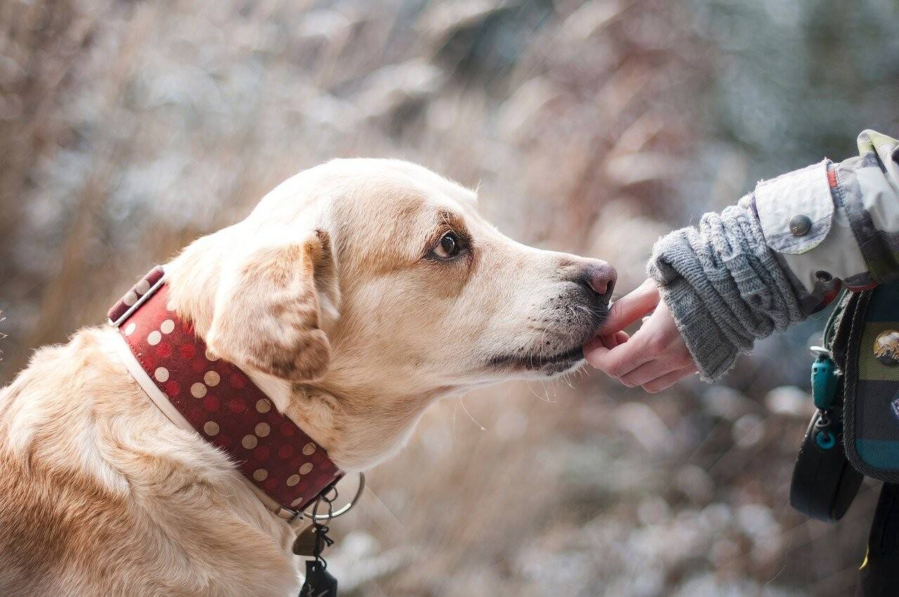 perro-labrador-Pixabay.jpg