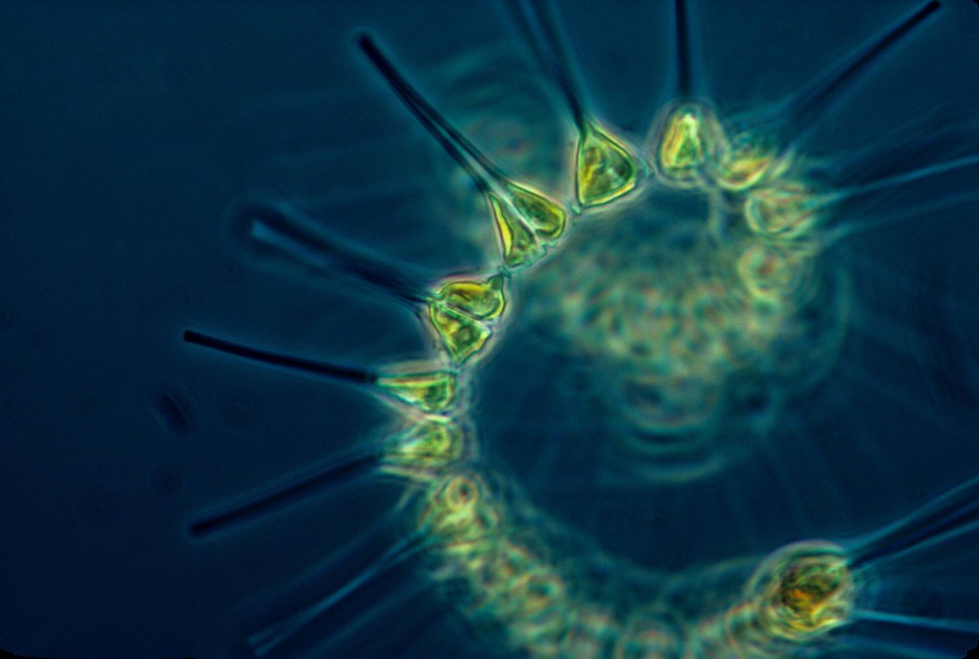 phytoplankton-gf1330f192_1920.jpg