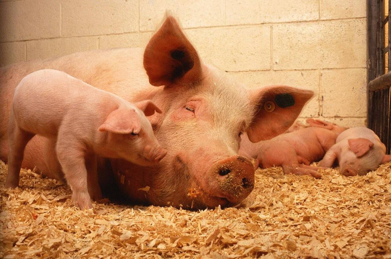 pigs-387204_1280.jpg