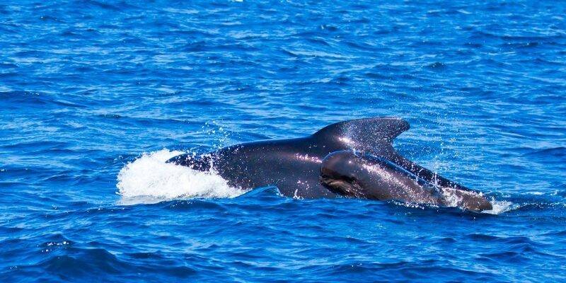 pilot-whales-481974_1280-800x400-1.jpg