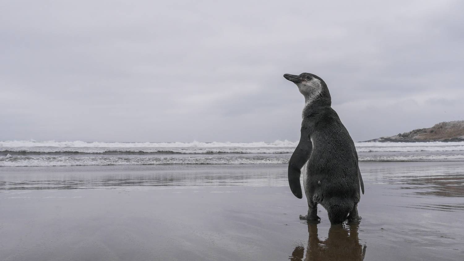 Pingüino-de-Humboldt.jpg
