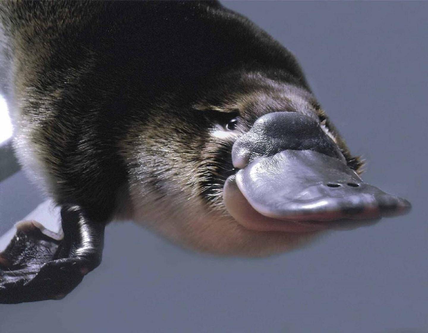 platypus-min.jpg