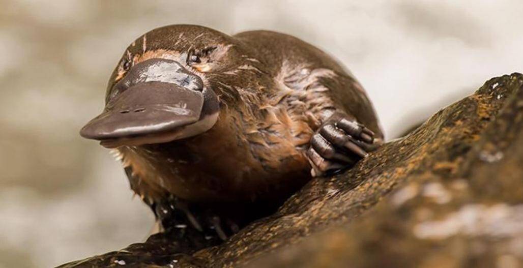 platypus_SDZoo.jpg