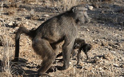 primates_uclnews_800x500_opt.png