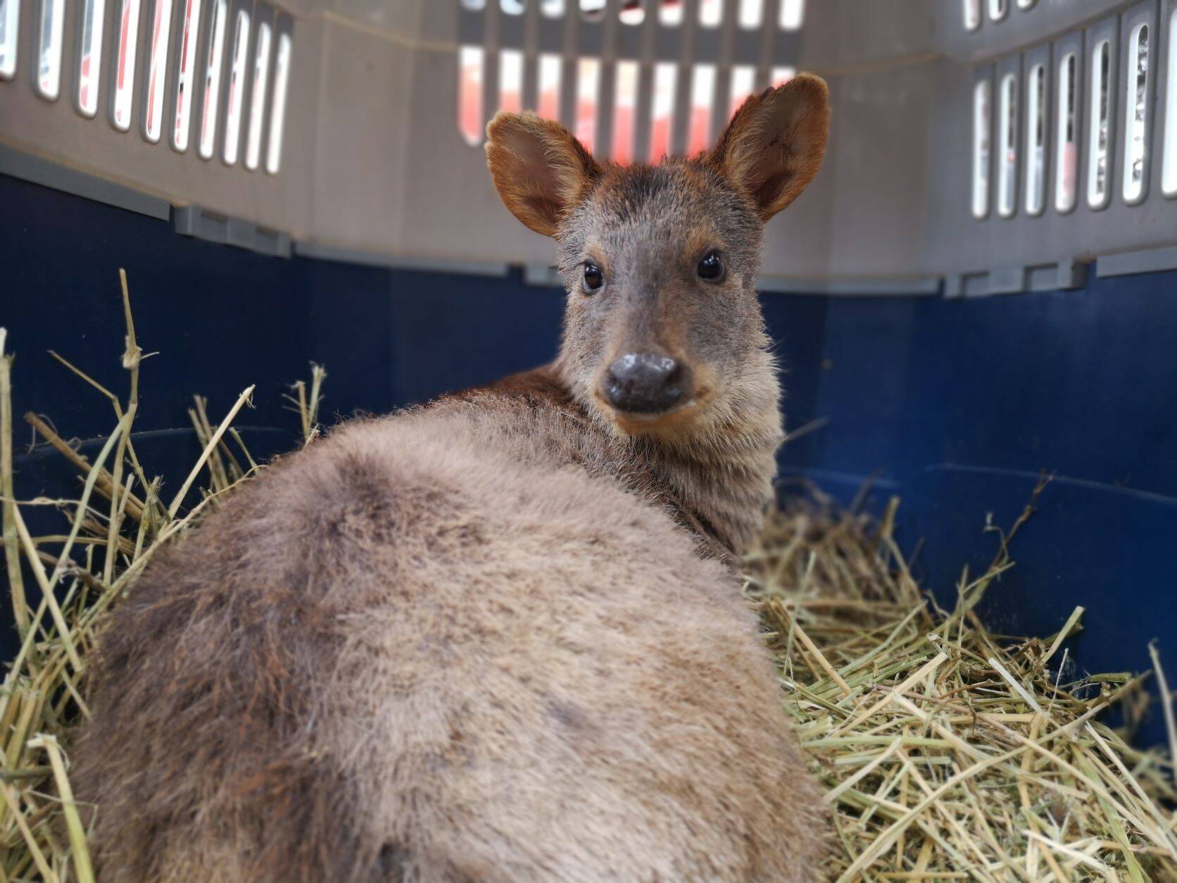 Pudú-parque-sept-5.jpg