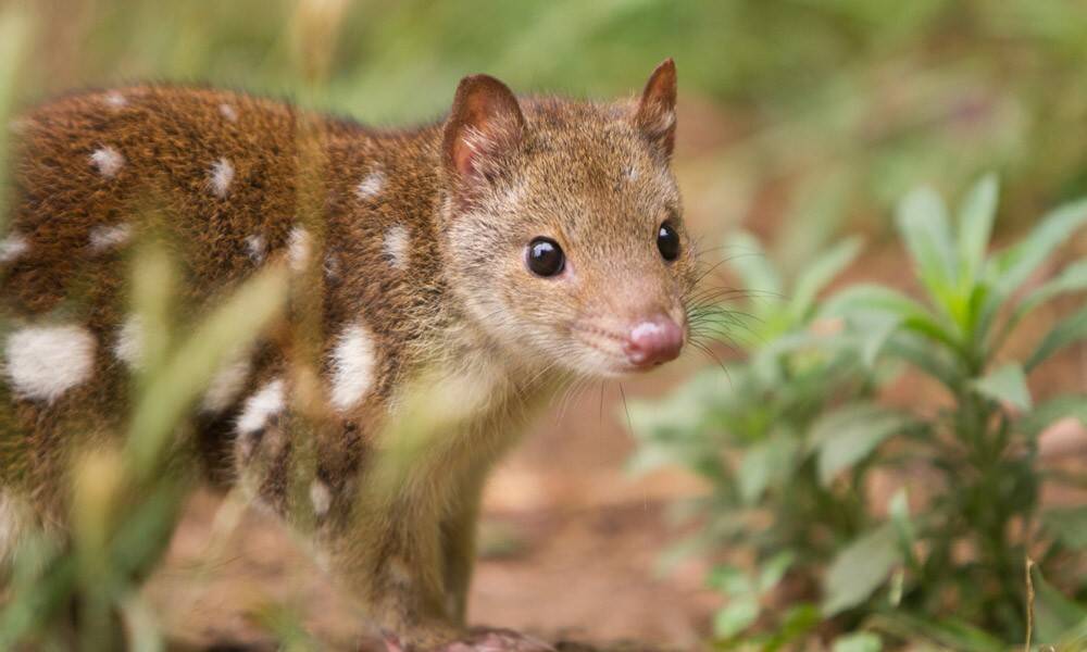 quoll.jpg