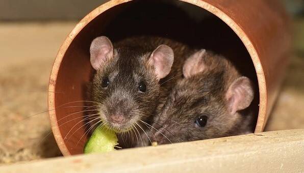 ratones-02.jpg