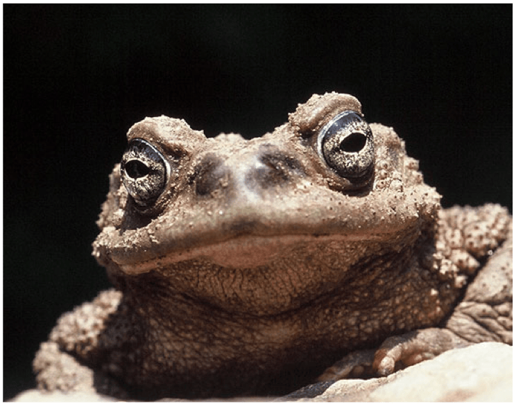 Rhinella-spinulosa-UCM.png