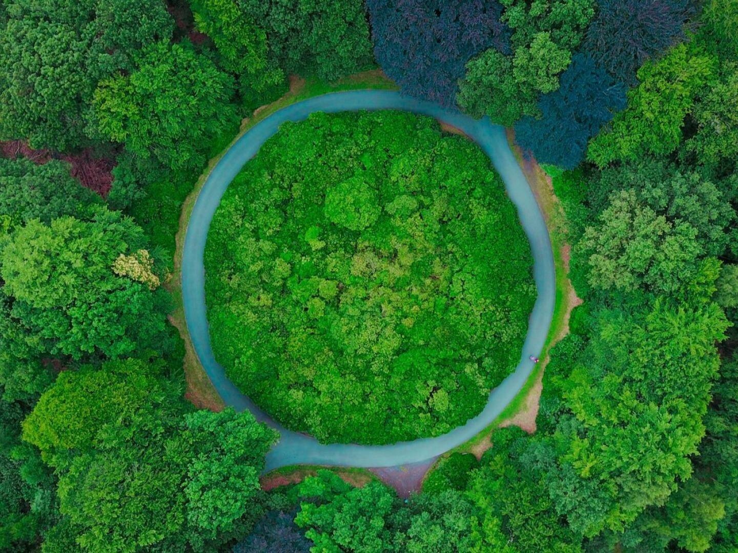 Roundabout-in-the-forest.jpg