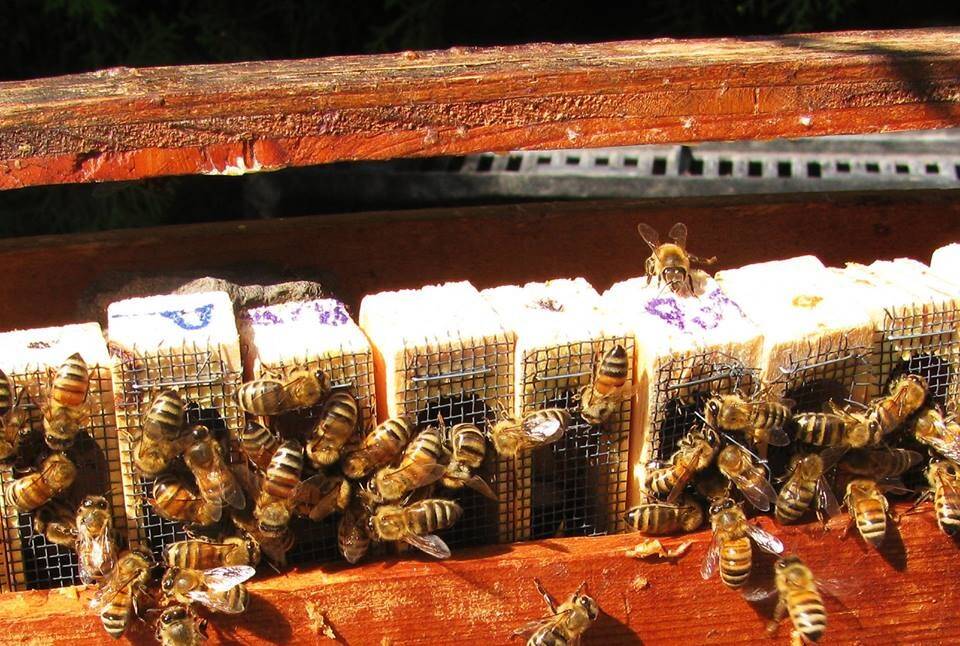 Russian-Queen-Bees.jpg