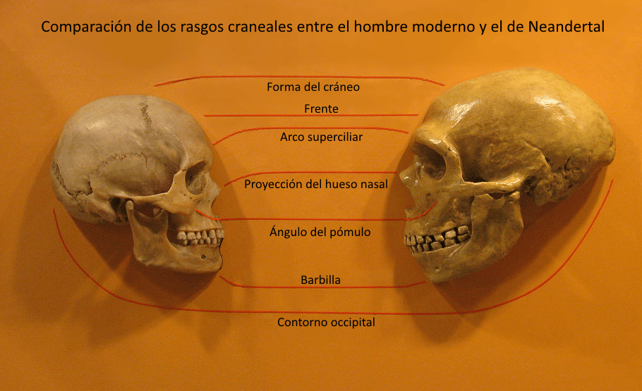 Sapiens_neanderthal_comparison_ES.png