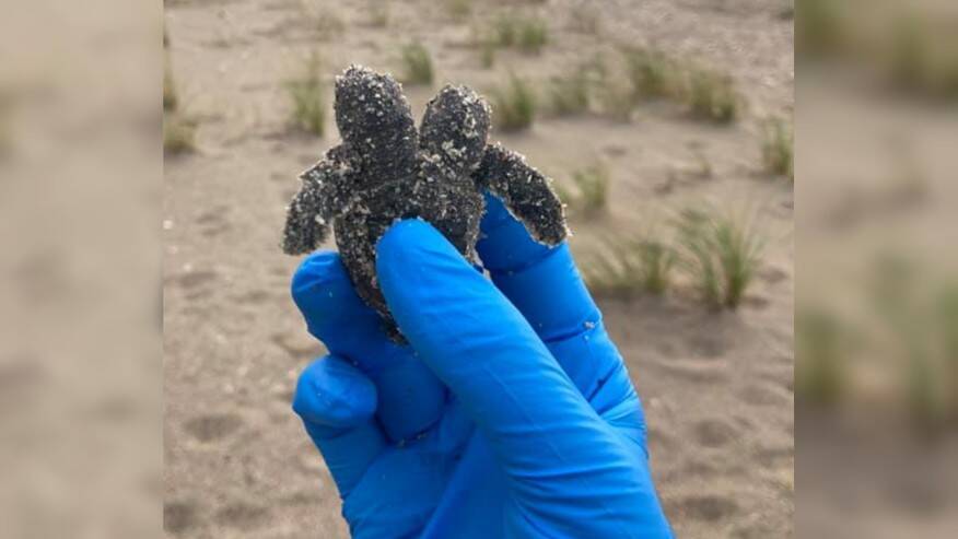 SEA-TURTLE-HATCHLINGS.jpg