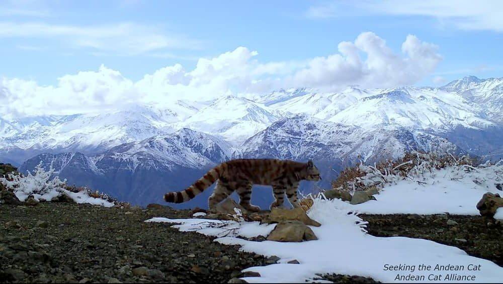 seeking-the-andean-cat-04-1000x566.jpg