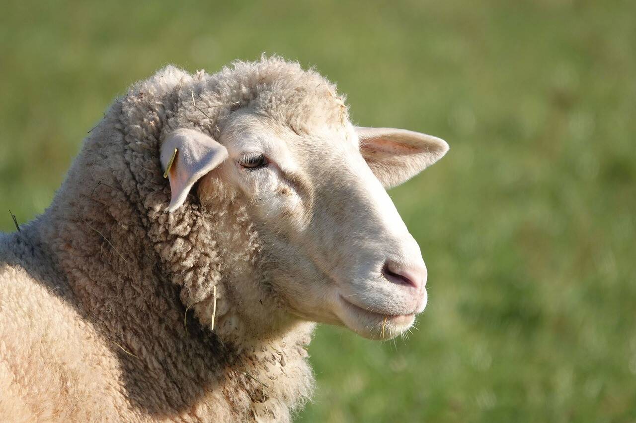 sheep-4673941_1280.jpg