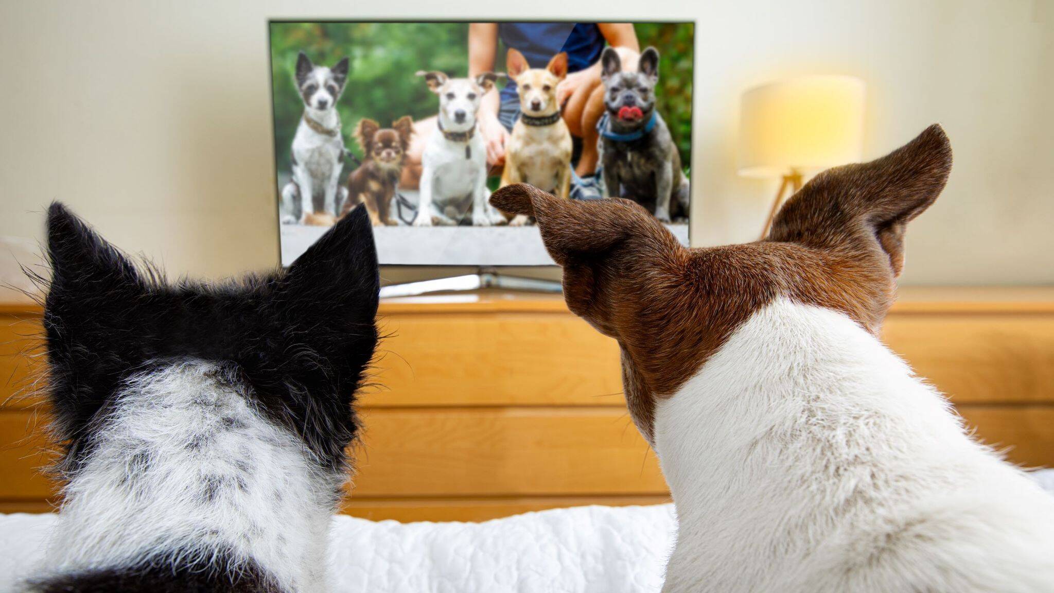 skynews-dogs-watching-tv-dogtv_5571433.jpg