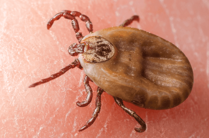 south-florida-tick-identification.png