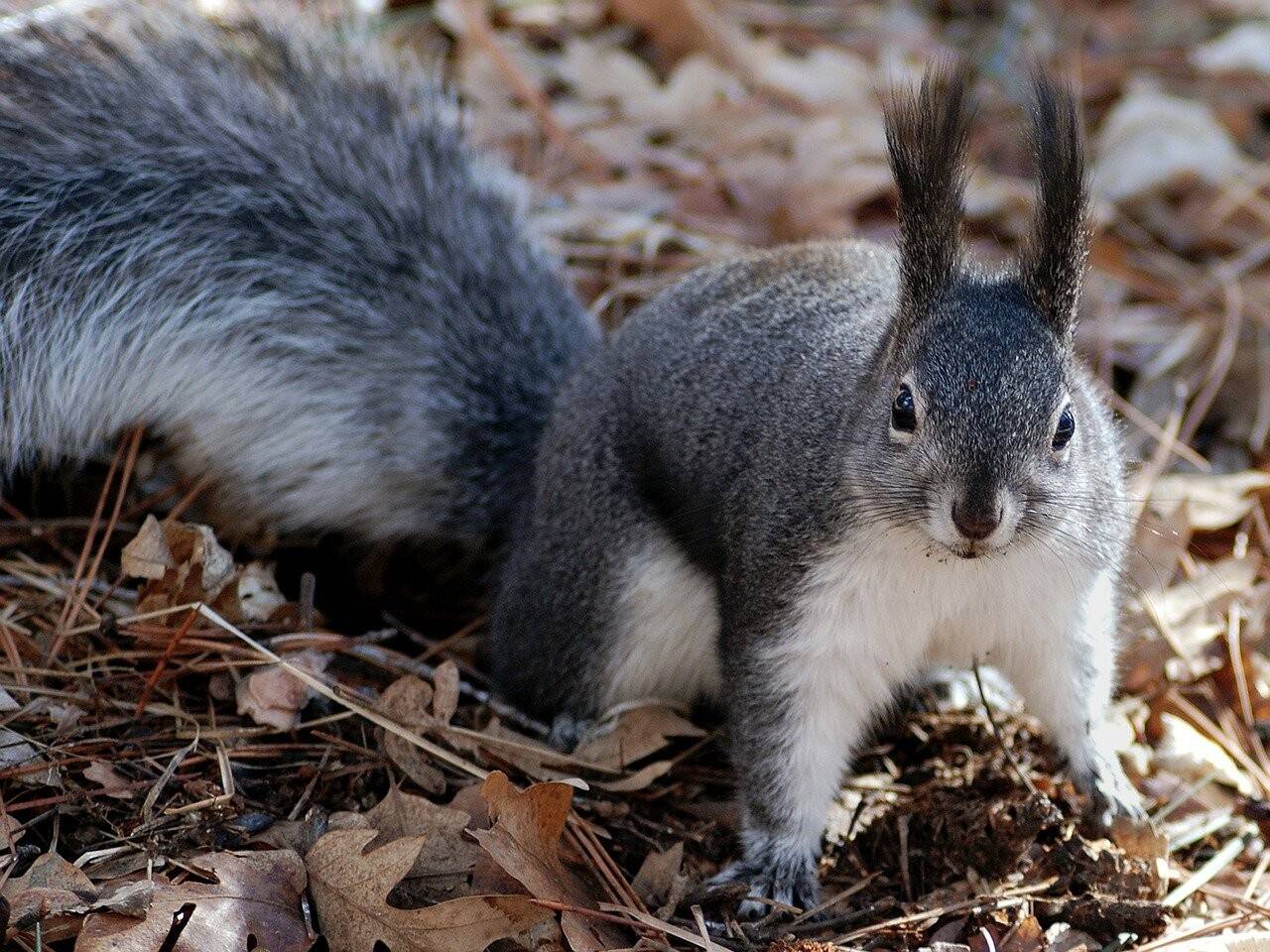 squirrel-80575_1280.jpg