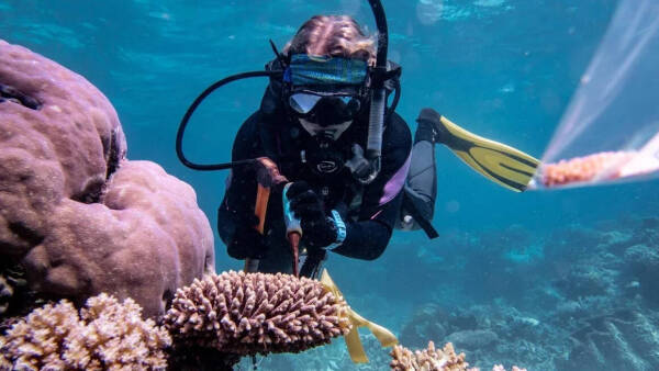Supercorales para salvar la Gran Barrera de Coral