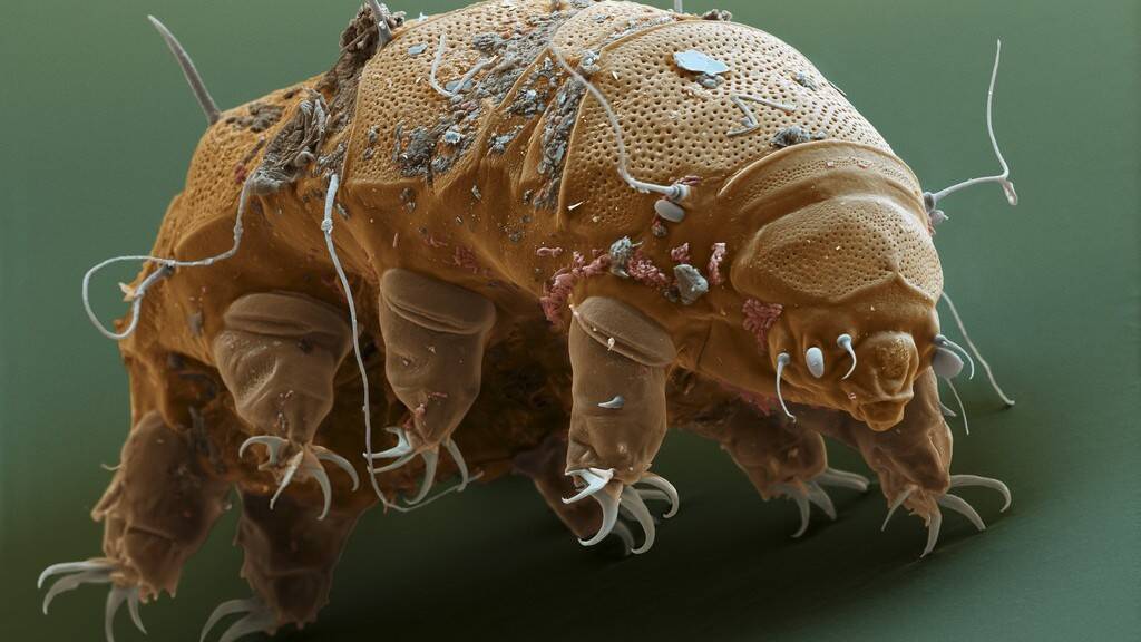 tardigrade-e1443382010464.jpg