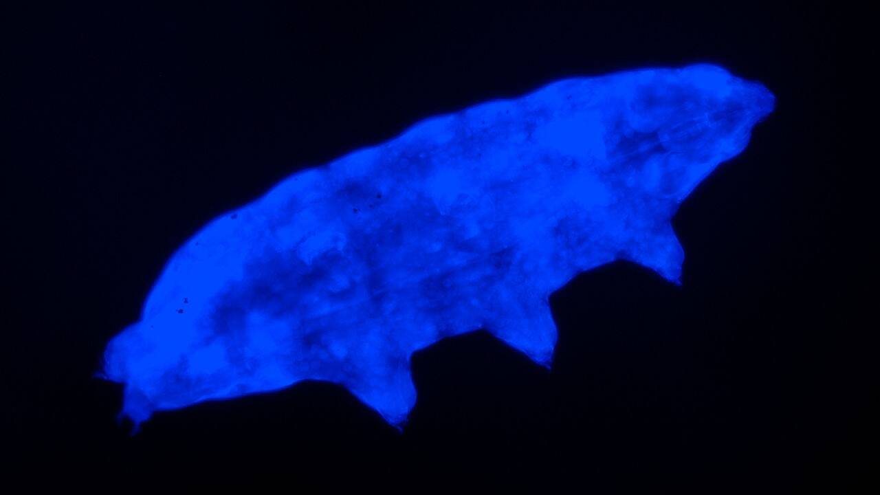 tardigrade_UV_1280p.jpg