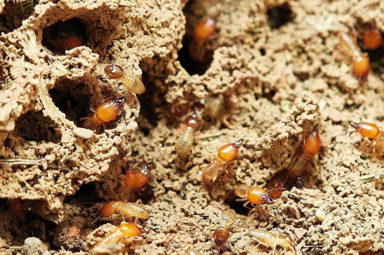 termites-3367350_1280.jpg