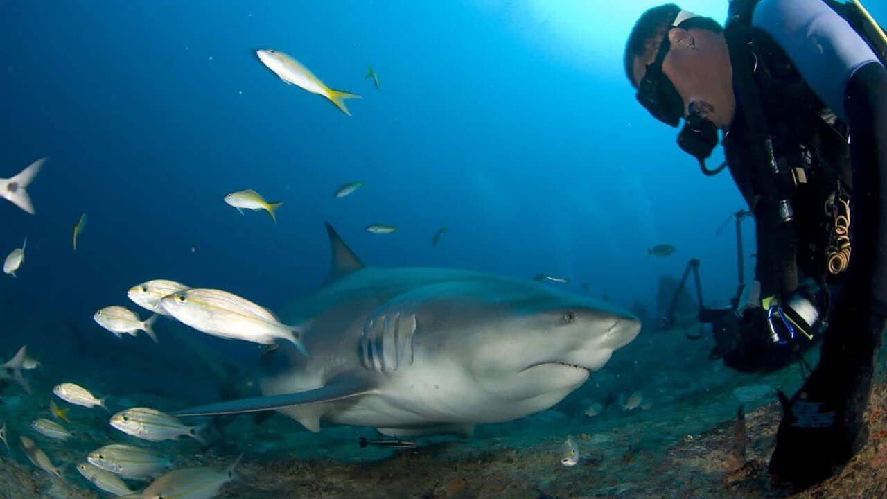 tiburones-toro.jpg