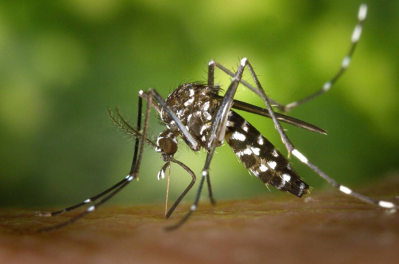 tiger-mosquito-Aedes-aegypti-dengue-Pixabay.jpg