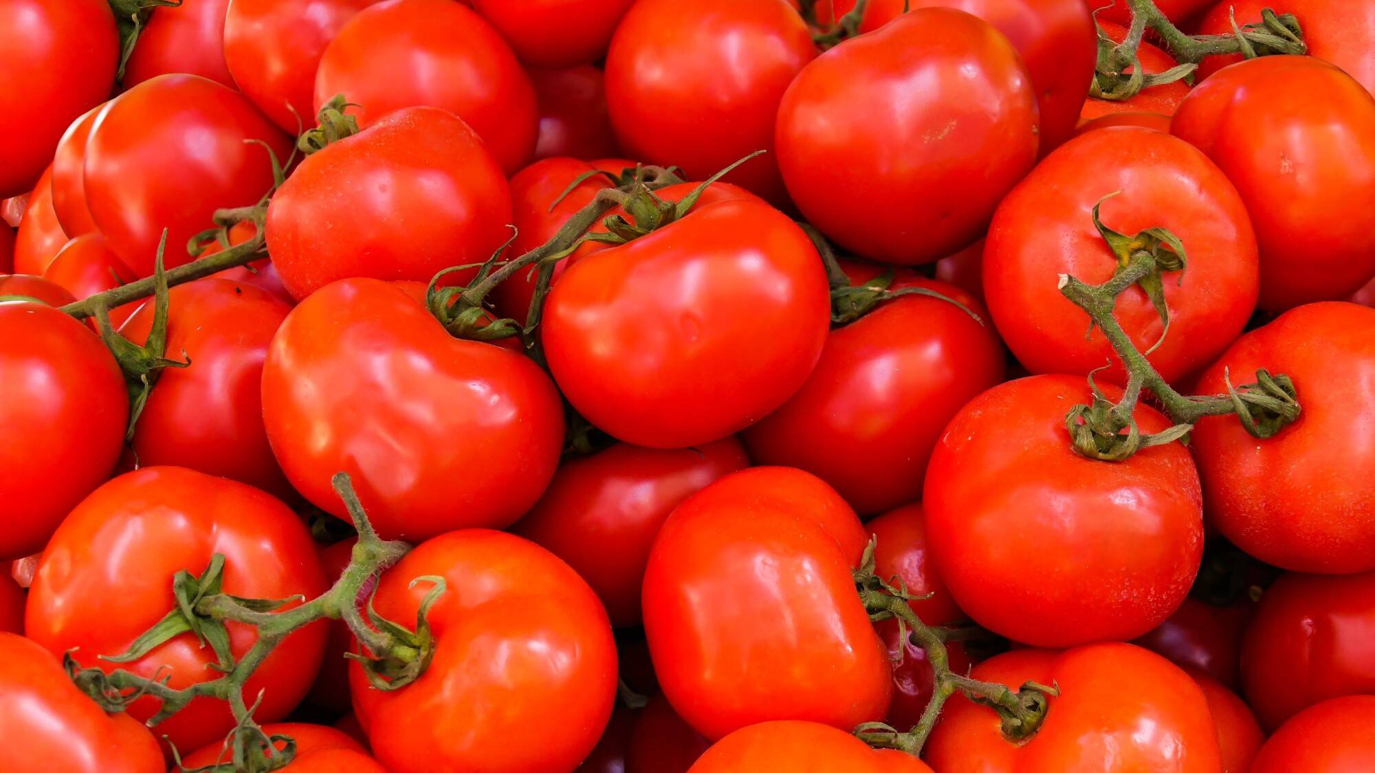 Tomates-en-contra-de-la-salmonela.jpg