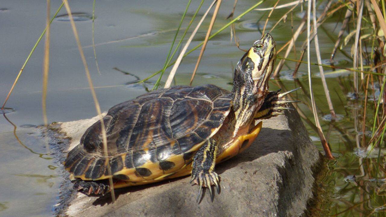 tortuga-florida-1280x720.jpg