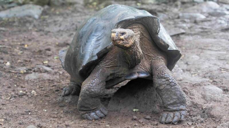 toturga-galapagos-1.jpg