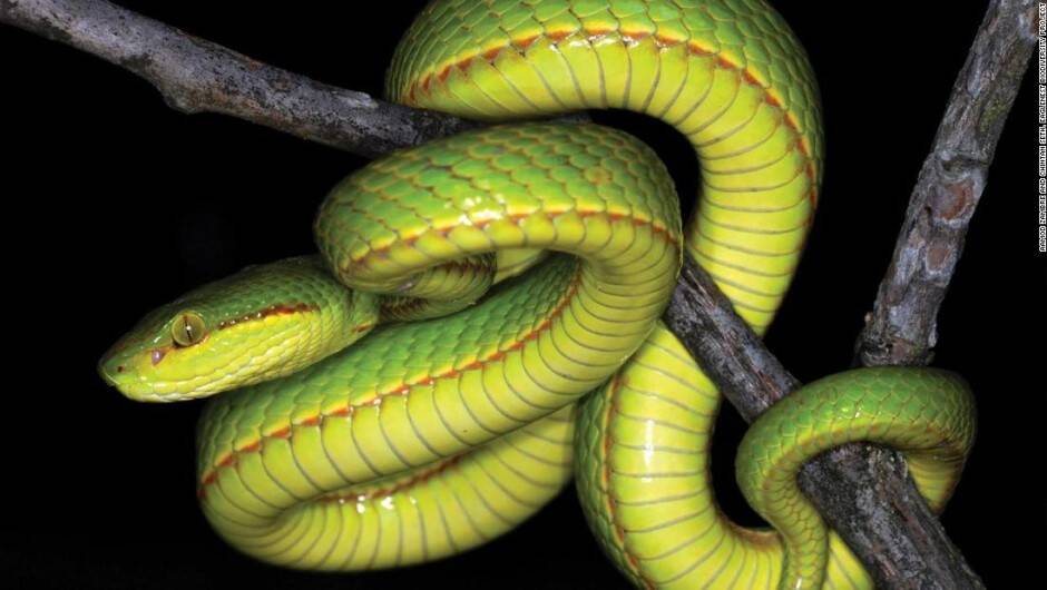 Trimeresurus-salazar-CNN.jpeg