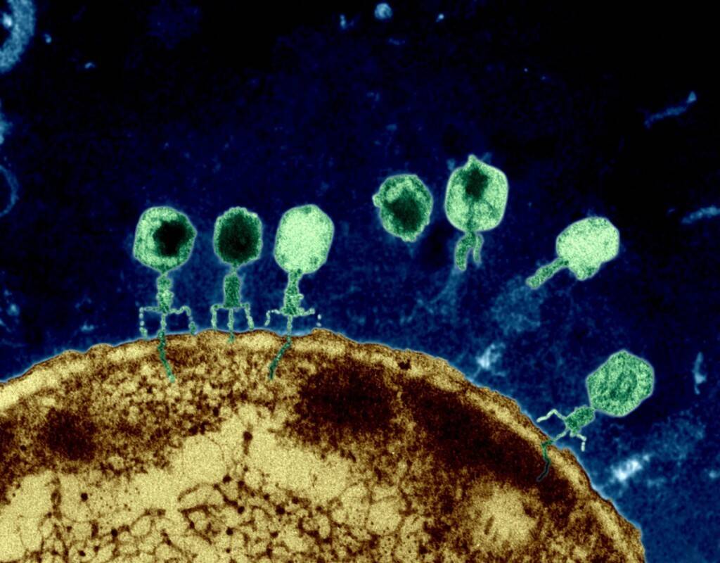 Twilley-phages-1200-1024x800.jpg