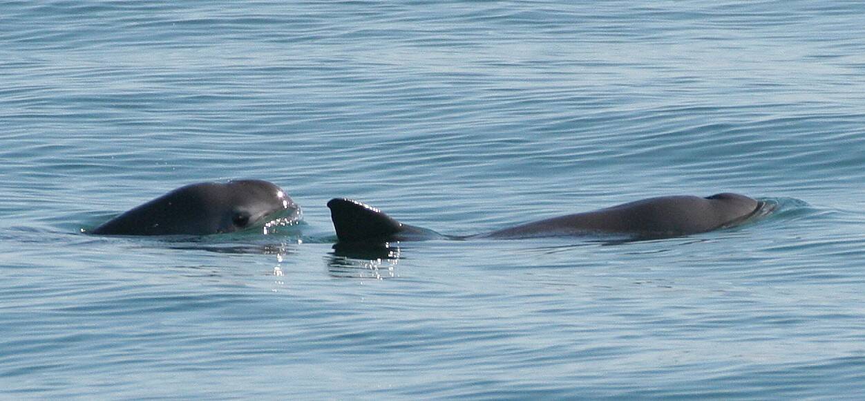 Vaquita_Olson_NOAA.jpg