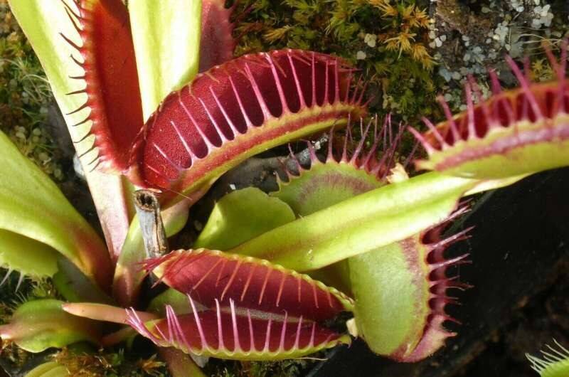 venusflytrap.jpg