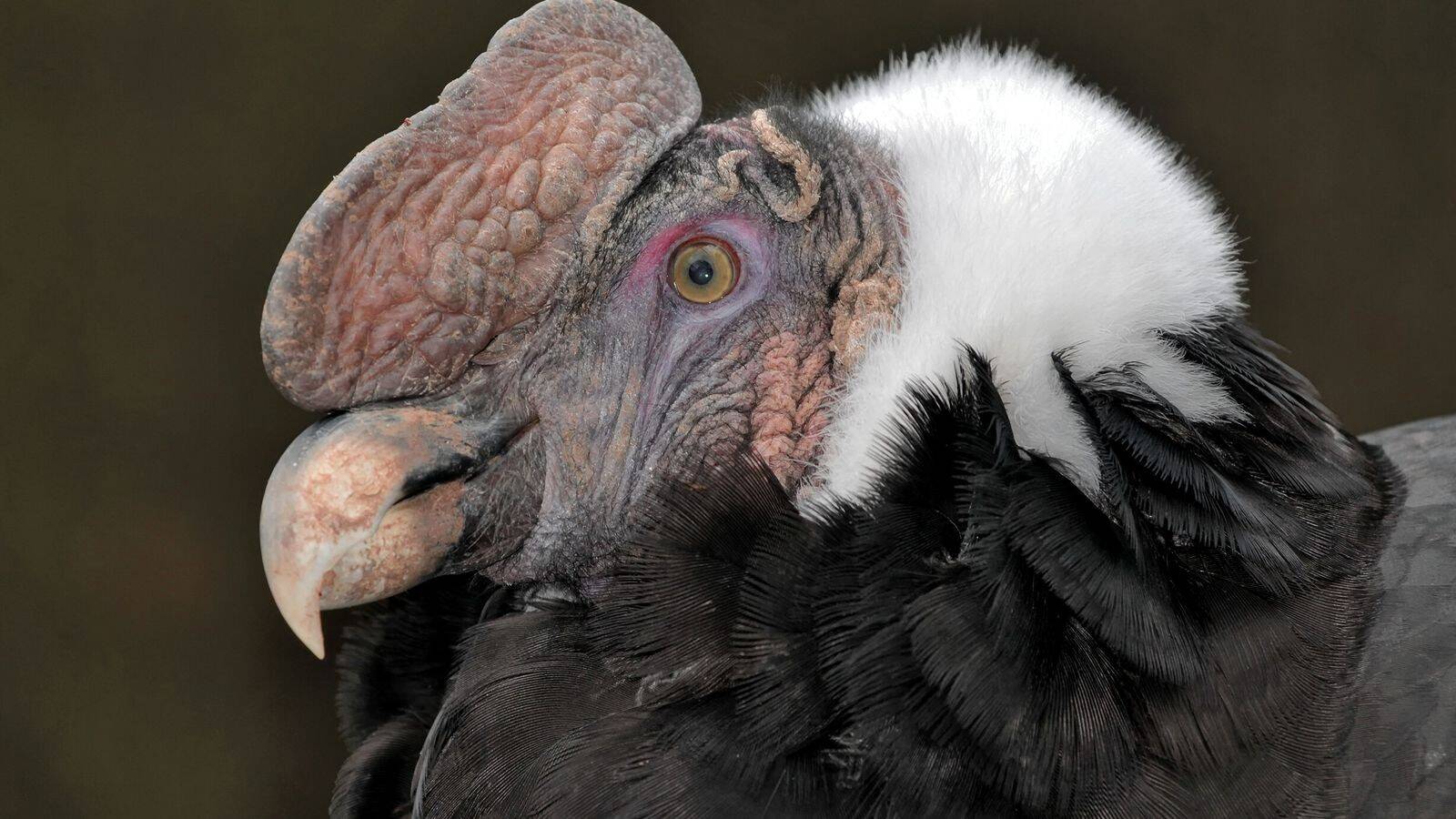 vulturgryphusheadlinnaeus1758.jpeg