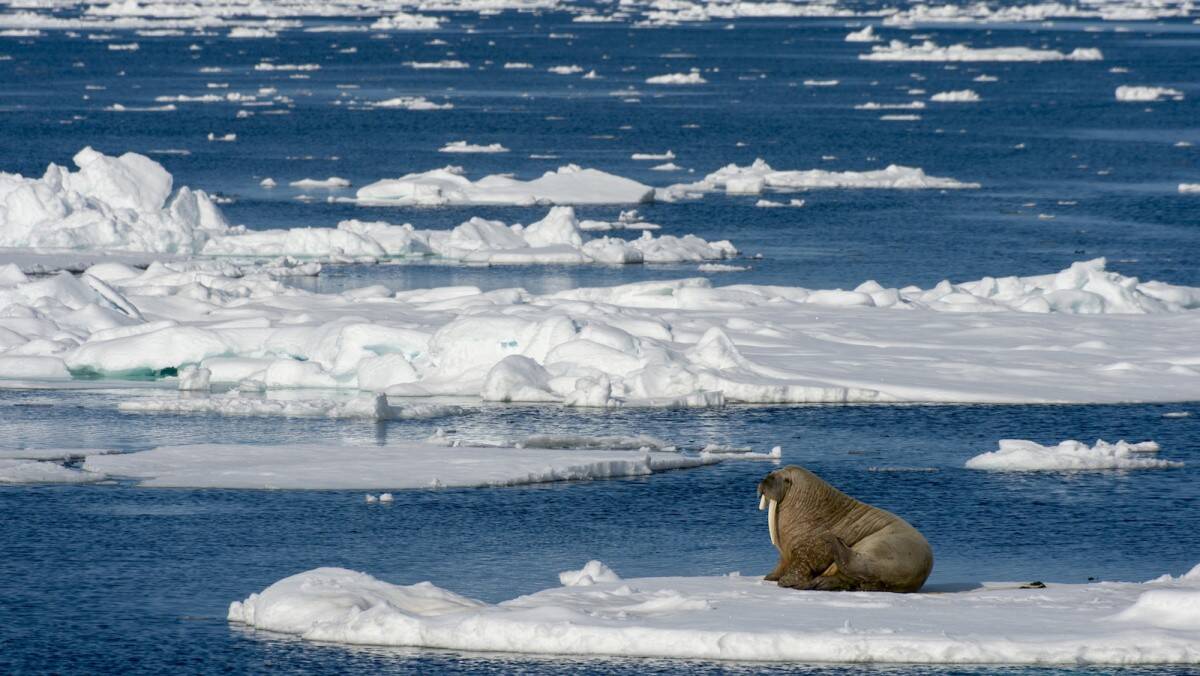 walrus-arctic.jpg