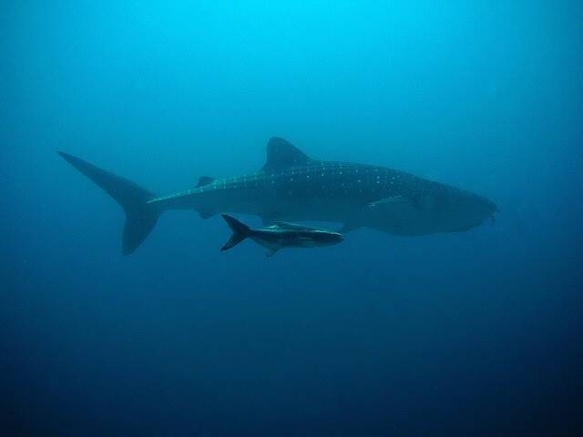 whale-shark-207401_640.jpg