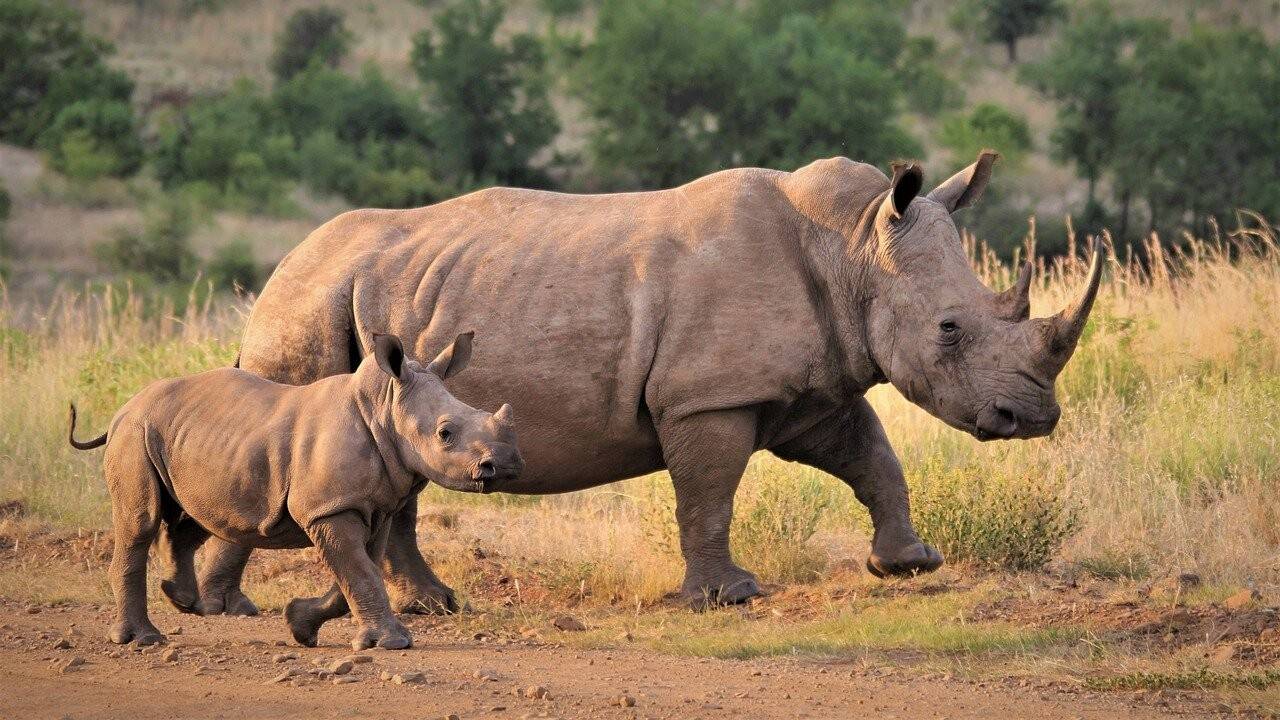 white-rhino-4997858_1280.jpg