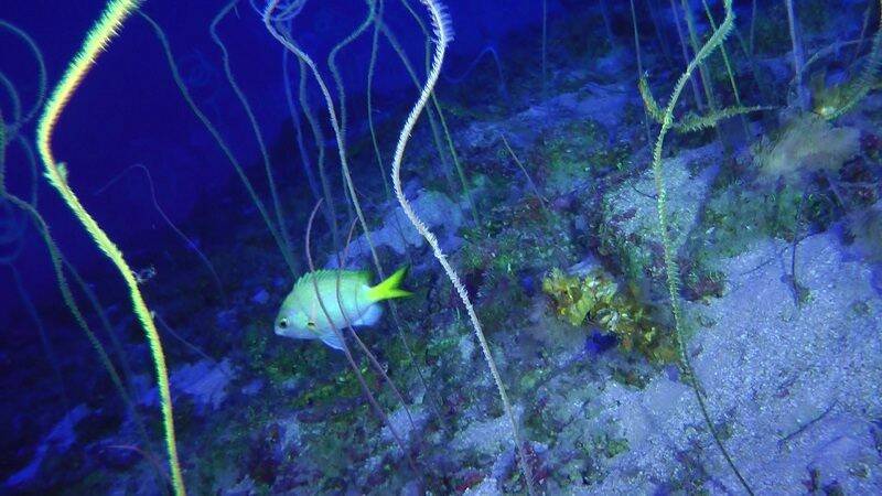 Wire-black-corals-Matthias-Gorny-Oceana-_Reszied.jpg