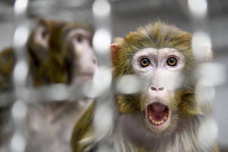 yq-rhesus-11042019_2x.jpg