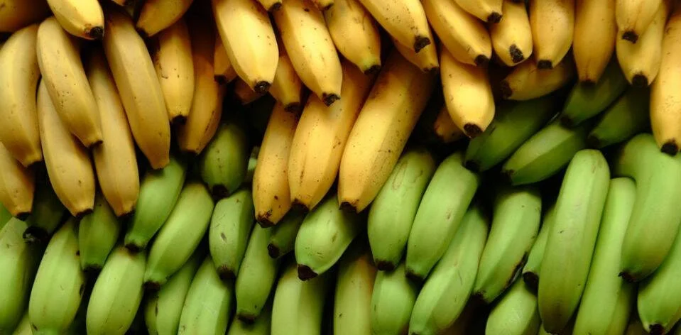 Gran cantidad de racimos de bananas en distintos estados de madurez: verdes en la parte inferior y amarillas en la superior.