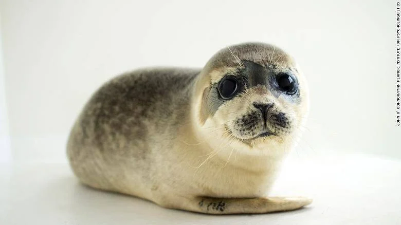 Cría de foca gris con grandes ojos oscuros mira a la cámara sobre un fondo blanco de estudio.