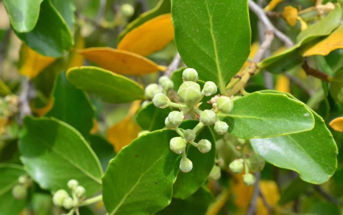 Primer plano de una rama con pequeños botones florales verdes agrupados entre hojas verdes y amarillas.