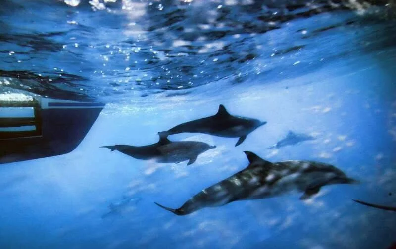 Tres delfines nadan bajo la superficie del mar junto al casco de una embarcación, vistos desde abajo del agua.