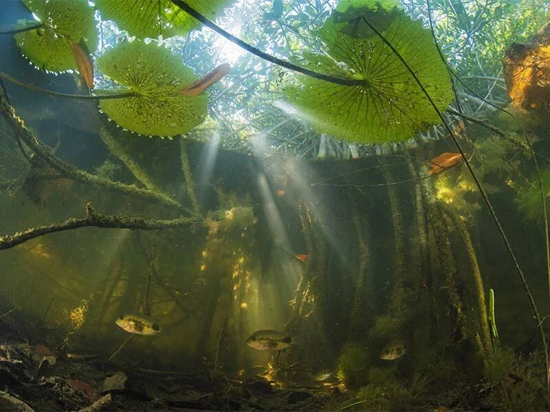 Rayos de luz penetran bajo el agua entre raíces y hojas de Victoria regia, mientras pequeños peces nadan en un río amazónico.