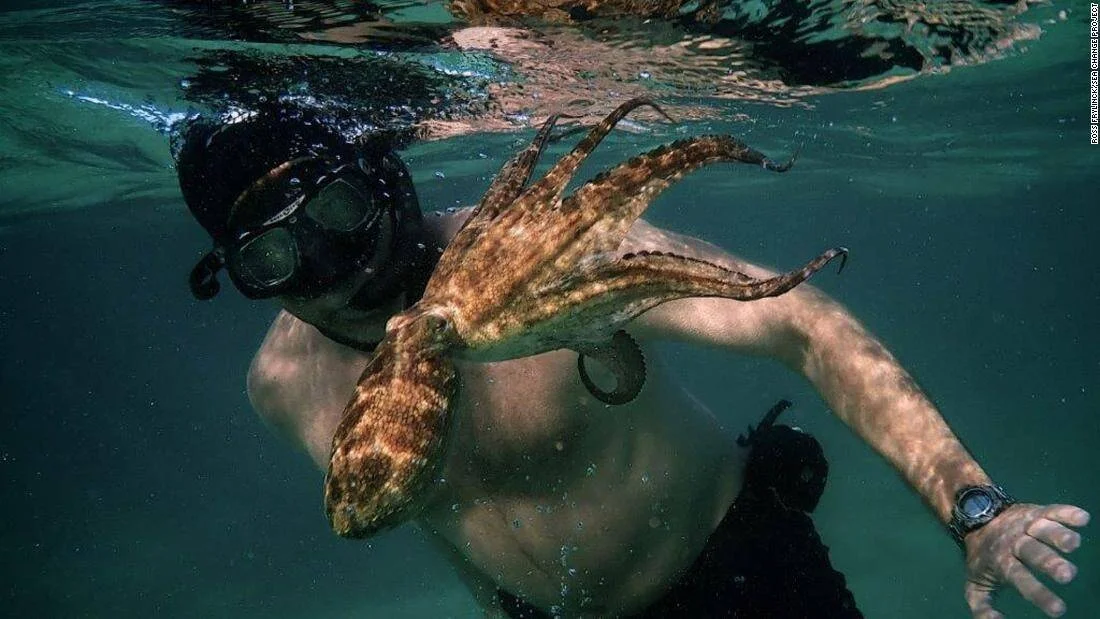 Un buzo nada bajo el agua mientras un pulpo se aferra a su pecho con sus tentáculos extendidos.