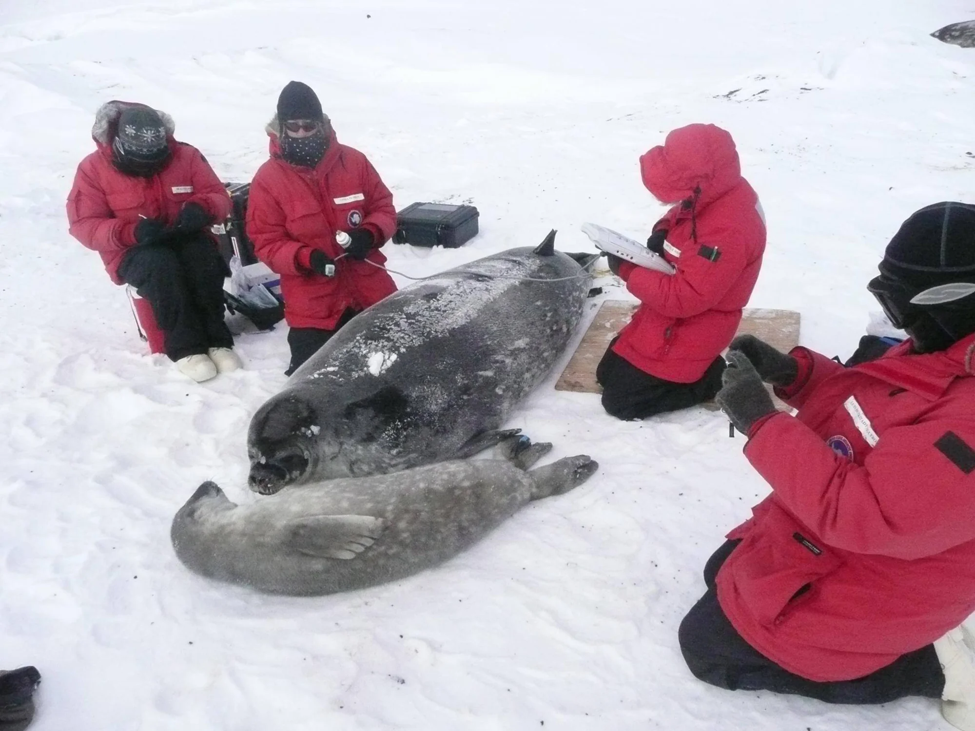 Cuatro investigadores con trajes rojos polares examinan y toman datos de una foca de Weddell tendida sobre la nieve.