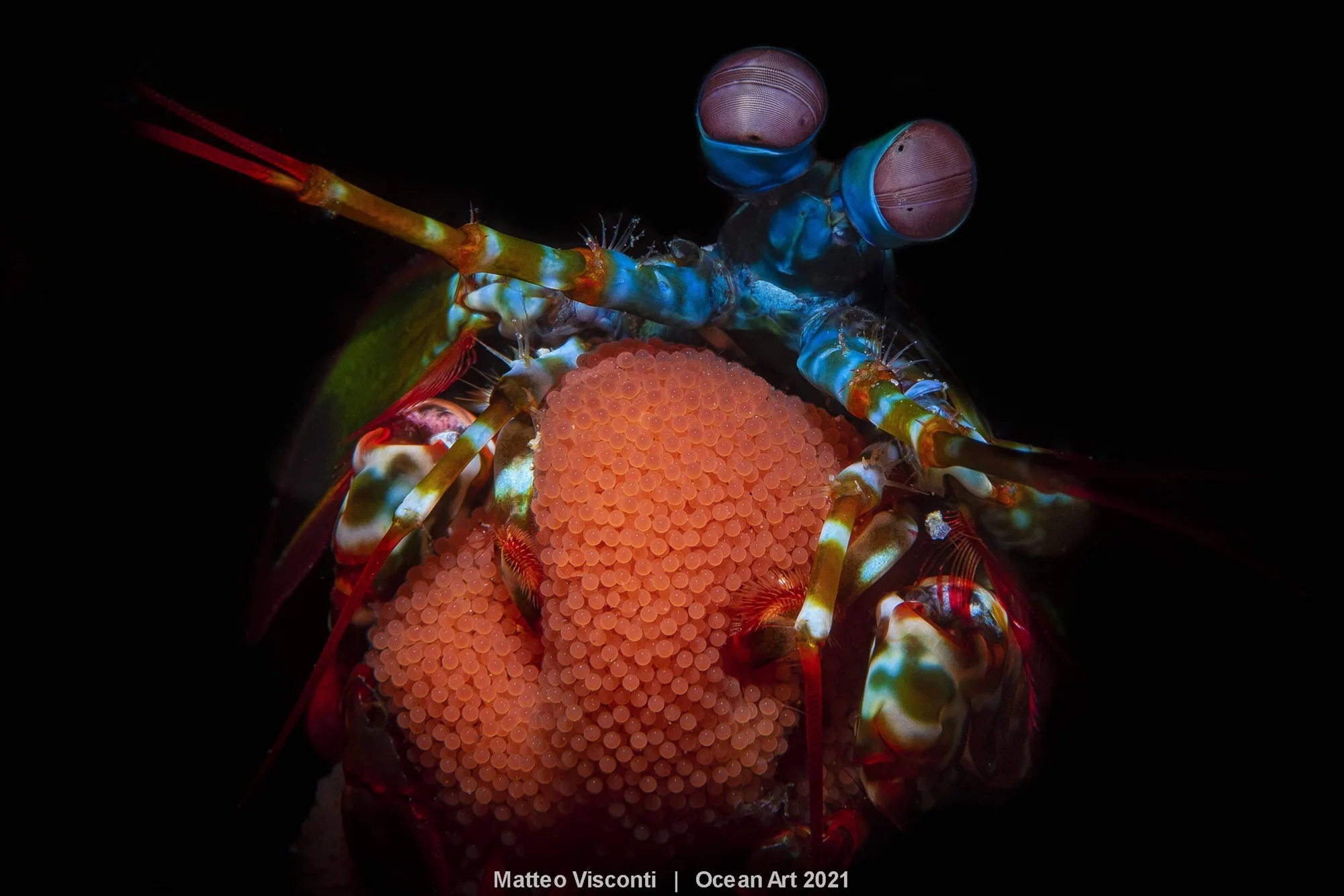 Camarón mantis colorido sostiene con sus apéndices una gran masa de huevos anaranjados en fondo negro submarino.