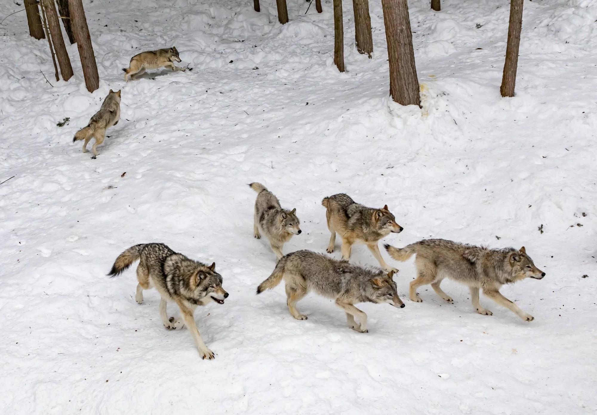 Varios lobos grises corren juntos sobre nieve en un bosque invernal con árboles al fondo.
